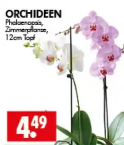 Wreesmann ORCHIDEEN Phalaenopsis, Zimmerpflanze Angebot