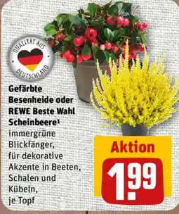 nahkauf Gefärbte Besenheide oder REWE Beste Wahl Scheinbeere Angebot