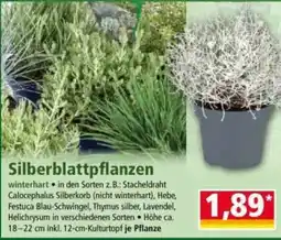 Norma Silberblatt pflanzen Angebot