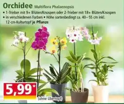 Norma Orchidee Multiflora Phalaenopsis Angebot