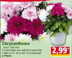 Norma Chrysantheme "Sixtie" Pink Flair Angebot