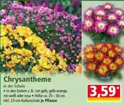 Norma Chrysantheme in der Schale Angebot