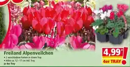 Norma Freiland Alpenveilchen Angebot