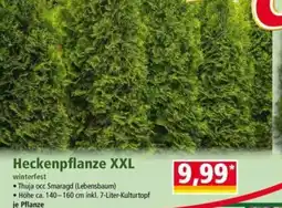 Norma Heckenpflanze XXL Angebot