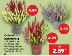 Kaufland Calluna mehrfarbig Angebot