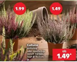 Kaufland Calluna Angebot