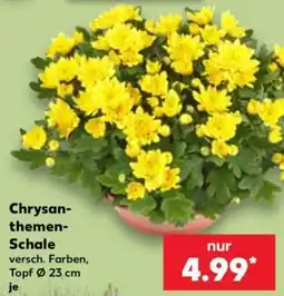 Kaufland Chrysanthemen-Schale Angebot