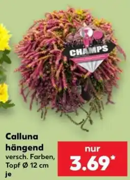 Kaufland Calluna hängend CHAMPS Angebot