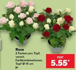 Kaufland Rose Angebot