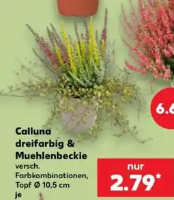 Kaufland Calluna dreifarbig & Muehlenbeckie Angebot