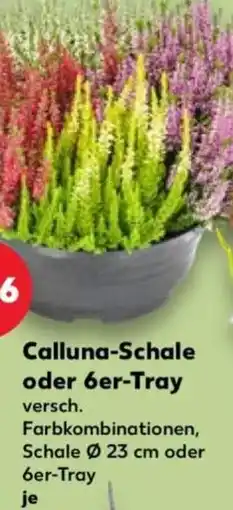 Kaufland Calluna-Schale Angebot