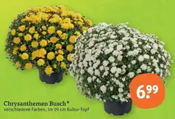 tegut Chrysanthemen Busch Angebot
