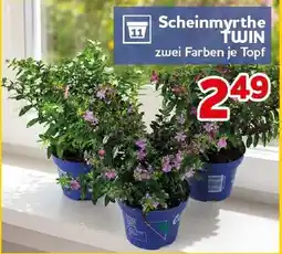 CENTERSHOP Scheinmyrthe TWIN Angebot