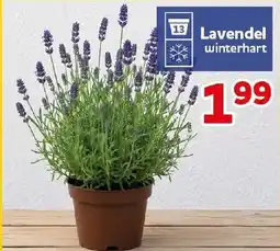 CENTERSHOP Lavendel winterhart Angebot