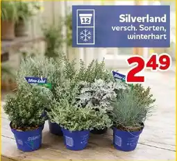 CENTERSHOP Silverland versch. Sorten Angebot