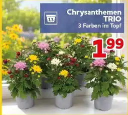 CENTERSHOP Chrysanthemen TRIO Angebot