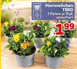 CENTERSHOP Hornveilchen TRIO Angebot