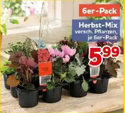 CENTERSHOP Herbst-Mix Angebot