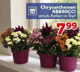 CENTERSHOP Chrysanthemen ABBRACCI Angebot