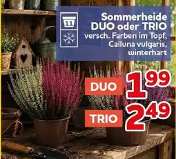 CENTERSHOP Sommerheide DUO oder TRIO Angebot