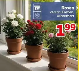 CENTERSHOP Rosen Angebot