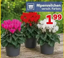 CENTERSHOP Alpenveilchen Angebot