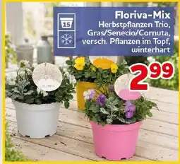 CENTERSHOP Floriva-Mix Angebot