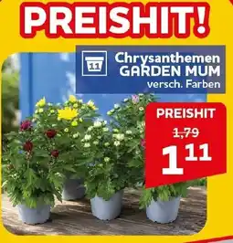 CENTERSHOP Chrysanthemen GARDEN MUM Angebot