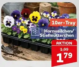 CENTERSHOP Hornveilchen/Stiefmütterchen Angebot