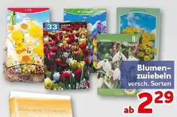 CENTERSHOP Blumenzwiebeln Angebot