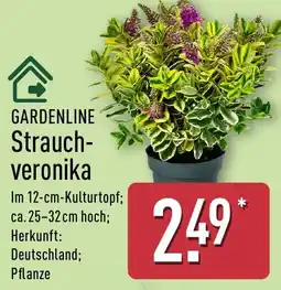 Aldi Nord GARDENLINE Strauch-veronika Angebot