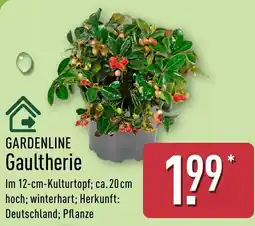 Aldi Nord GARDENLINE Gaultherie Angebot