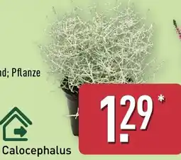 Aldi Nord Calocephalus Angebot