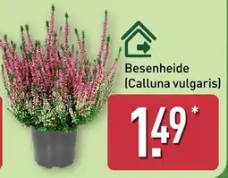 Aldi Nord Besenheide (Calluna vulgaris) Angebot