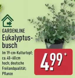Aldi Nord GARDENLINE Eukalyptus-busch Angebot