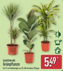 Aldi Nord GARDENLINE Grünfpflanze Angebot