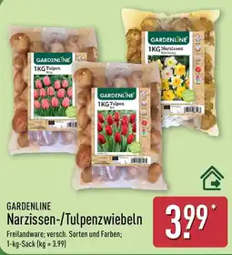 Aldi Nord GARDENLINE Narzissen-/Tulpenzwiebeln Angebot