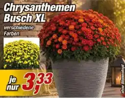 Posten Börse Chrysanthemen Busch XL Angebot