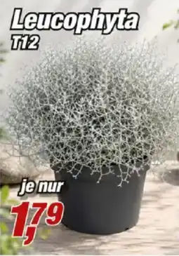 Posten Börse Leucophyta T12 Angebot