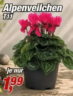 Posten Börse Alpenveilchen T11 Angebot