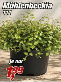 Posten Börse Mühlenbeckia T11 Angebot