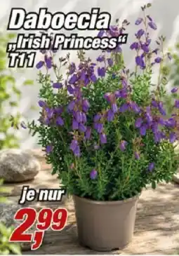 Posten Börse Daboecia "Irish Princess" T11 Angebot