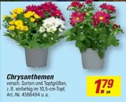 toom Baumarkt Chrysanthemen Angebot