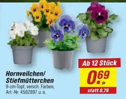 toom Baumarkt Hornveilchen/Stiefmütterchen Angebot