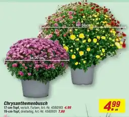 toom Baumarkt Chrysanthemenbusch Angebot