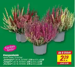toom Baumarkt Garden Girls Knospenheide Angebot