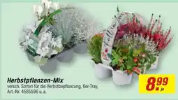 toom Baumarkt Herbstpflanzen-Mix Angebot