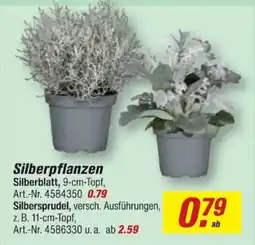 toom Baumarkt Silberpflanzen Silberblatt Angebot