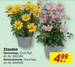 toom Baumarkt Stauden Sonnenauge, 13-cm-Topf, Herbstanemone, 13-cm-Topf Angebot
