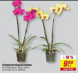 toom Baumarkt Schmetterlingsorchidee Angebot